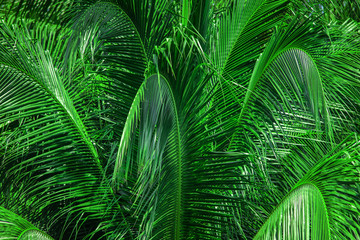 Obraz na płótnie Canvas abstract green leaf texture, nature background, tropical leaf, coconut leaf