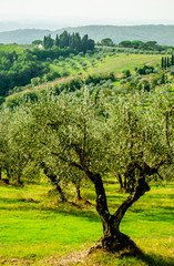 Sunny green olive trees grove cultivation in regular row 