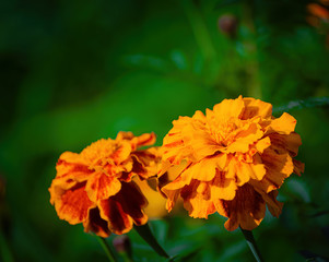 Flowering marigolds close-up.