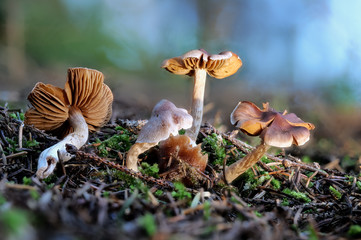 Giftige Risspilze auf Waldboden als Makroaufnahme mit hoher Tiefenschärfe und Bokeh
