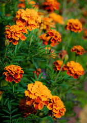 Flowering marigolds close-up.