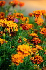 Flowering marigolds close-up.