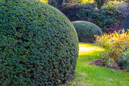 freshly pruned conifer tree in closeup, gardening and upkeep, pruning art, Garden background