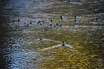 Grupo de patos nadando en el rio, al atardecer de un día.