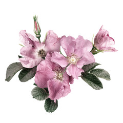 Floral arrangement, bouquet of pink wild roses isolated on white background. Can be used for your...