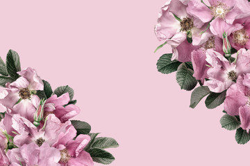 Wild pink roses isolated on pink background. Floral banner, cover  or header with copy space. Natural flowers wallpaper or greeting card. 
