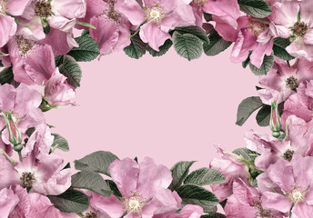 Wild pink roses isolated on pink background. Frame floral banner, cover or header with copy space. Natural flowers wallpaper or greeting card.  