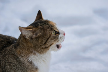 Cat licking in the snow on a winter day