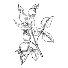 Rose hip branch with fruit botanical foliage. Black and white engraved ink art. Isolated rosehip illustration element. - 304793836