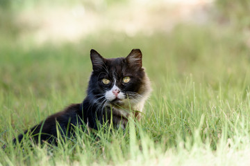 Naklejka na ściany i meble Big cat sitting in the green grass.
