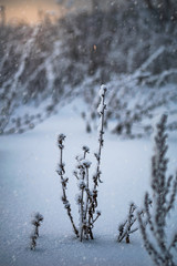 Dry plant covered with snow