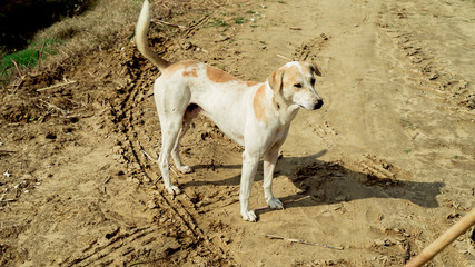 Indian Dog