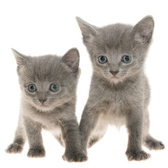 Small two kitten playing isolated