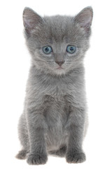Obraz premium Small gray shorthair kitten sitting isolated