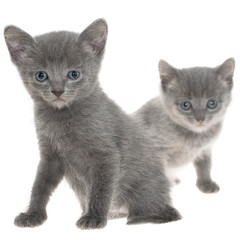Two small gray shorthair kitten sitting isolated