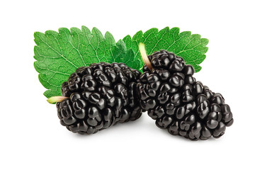 Mulberry with leaf isolated on white background