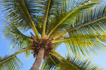 Kokospalme von unten bei blauem Himmel