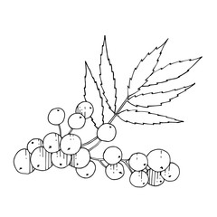 Vector Sorbus branch with berry and leaves. Black and white engraved ink art. Isolated rowan illustration element.