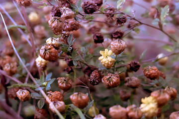 Flowers in the mist