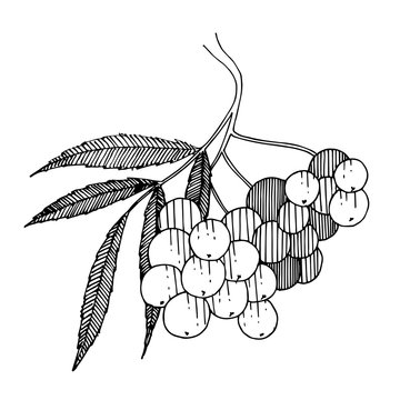 recommend clip art: Vector Sorbus branch with berry and leaves. Black and white engraved ink art. Isolated rowan illustration element.
