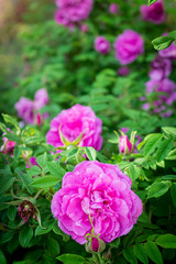 Blooming pink wild rose spring day
