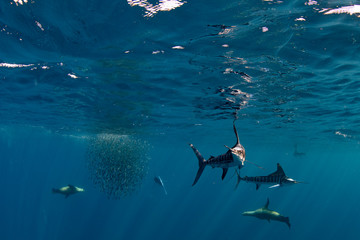 Marlins and sea lions hunting in group in Magdalena Bay, Baja California Sur, Mexico.