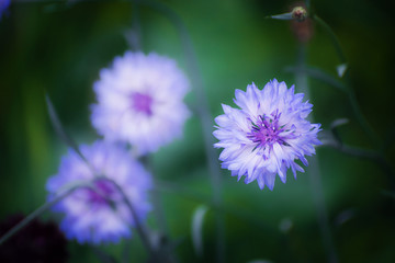 Blue cornflower flower close up