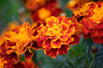 Flowering marigolds close-up.