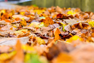 Closeup of Autumn Leaves Background