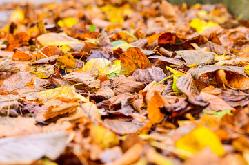 Closeup Autumn Leaves Background