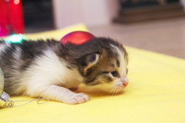 A very tiny cute kitten lies between red and silver Christmas balls on a yellow plaid. Blurred...