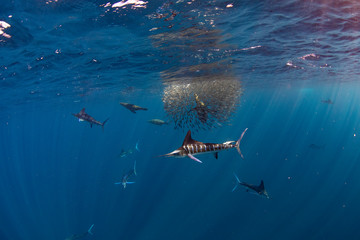 Marlins and sea lions hunting in group in Magdalena Bay, Baja California Sur, Mexico.