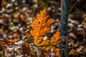 Autumn leaves back lit