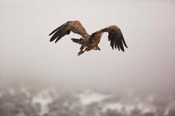 Griffon Vultures (Gyps Fulvus) in Winter Landscape, into the Mountains of Spain