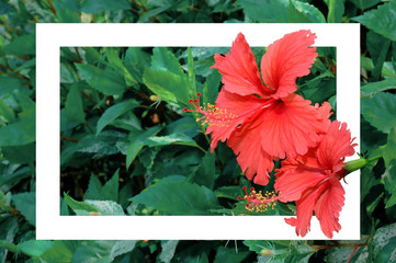 Red hibiscus flowers with white frame.