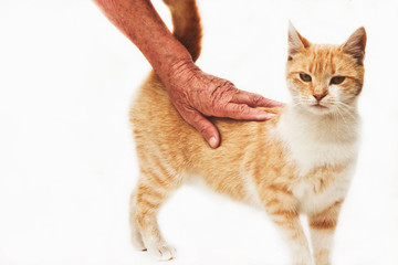 Hand old grandmother stroking fluffy ginger kitten on a white background closeup