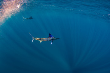 Marlins and sea lions hunting in group in Magdalena Bay, Baja California Sur, Mexico.