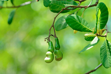 Young cashew seed results.