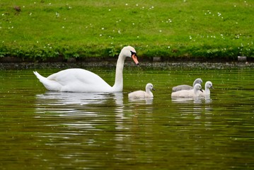 Swan with cygnets