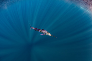 Marlins and sea lions hunting in group in Magdalena Bay, Baja California Sur, Mexico.