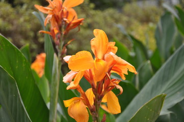 orange flower