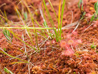abstract fuzzy picture with a bog plant background