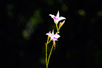 Fototapeta premium close up small orchids from Thailand