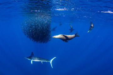 Marlins and sea lions hunting in group in Magdalena Bay, Baja California Sur, Mexico.