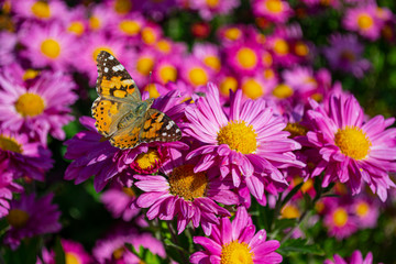 Pink chrysanthemum flowers in the garden. Butterfly on a beautiful flower. Close up.