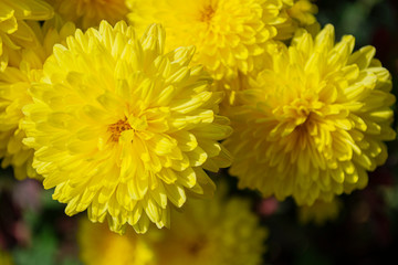 Yellow and orange chrysanthemum flowers bloom in the garden. Close up.