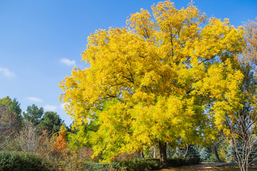 Fototapeta premium Big tree in autumn Park. Background of beautiful colorful orange and yellow leaves. Autumn background.