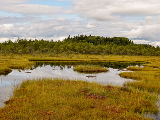 swamp lake and small islands in Madieseni swamps, Dikli, Latvia