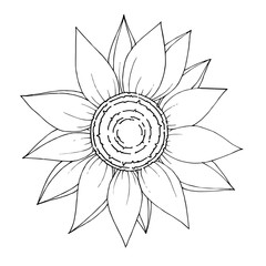 Vector Sunflower floral botanical flower. Black and white engraved ink art. Isolated sunflowers illustration element.