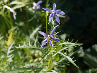 Fototapeta premium Isotoma axillaris | Rock isotome or Blue starcreeper